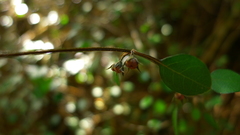 Teucrium parvifolium