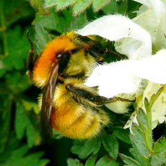 Bombus muscorum