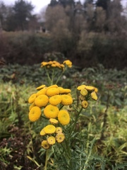 Tanacetum vulgare