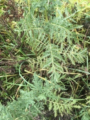Tanacetum vulgare