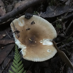 Russula neerimea
