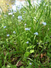 Myosotis cespitosa