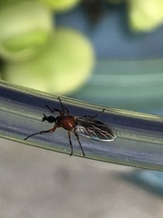 Dilophus strigilatus
