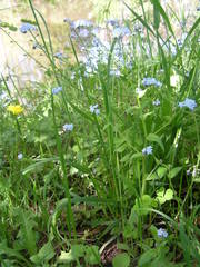 Myosotis cespitosa