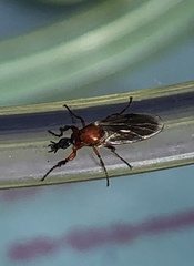 Dilophus strigilatus