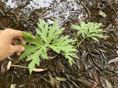 Ligularia japonica
