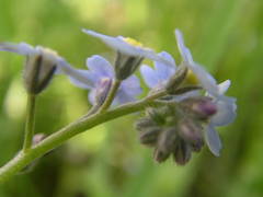 Myosotis cespitosa