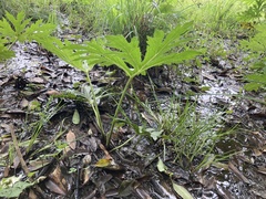Ligularia japonica