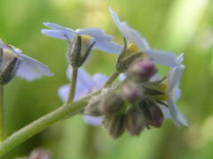 Myosotis cespitosa
