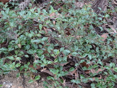 Podolobium procumbens