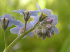 Myosotis cespitosa