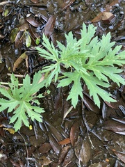 Ligularia japonica