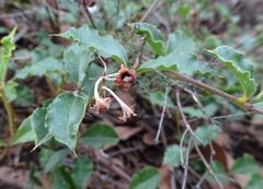 Podolobium procumbens