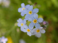 Myosotis cespitosa