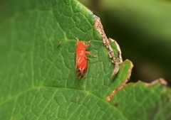 Cacopsylla coccinea