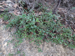 Podolobium procumbens