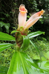 Costus guanaiensis tarmicus