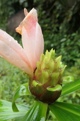 Costus guanaiensis tarmicus