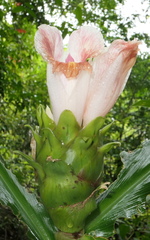 Costus guanaiensis tarmicus