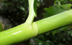 Costus guanaiensis tarmicus