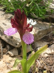 Anacamptis papilionacea grandiflora
