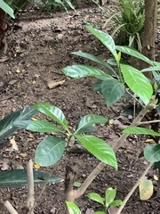 Pavetta hongkongensis