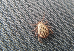 Dermacentor reticulatus