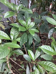 Pavetta hongkongensis