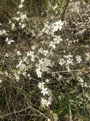 Prunus spinosa