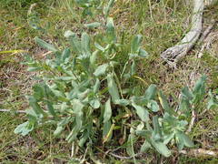 Cerinthe minor auriculata