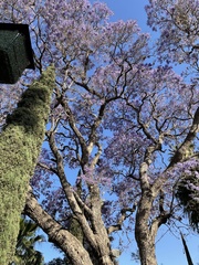 Jacaranda mimosifolia
