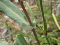 Cerinthe minor auriculata