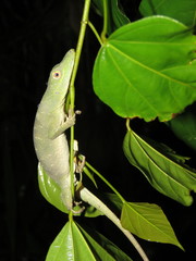 Anolis punctatus