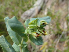Cerinthe minor auriculata