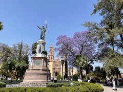 Jacaranda mimosifolia