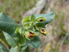 Cerinthe minor auriculata
