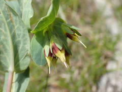 Cerinthe minor auriculata