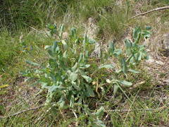 Cerinthe minor auriculata