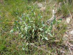 Cerinthe minor auriculata