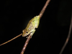 Scinax garbei
