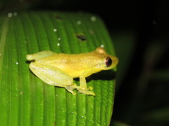 Scinax ruber