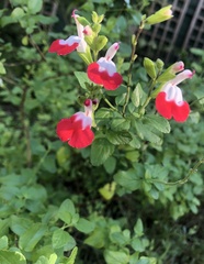 Salvia × jamensis