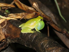 Sphaenorhynchus lacteus