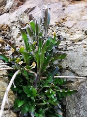 Draba borealis