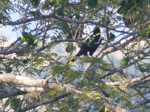 Psarocolius decumanus