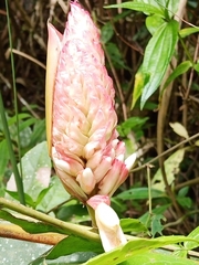 Alpinia sessiliflora
