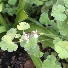 Pelargonium fragrans