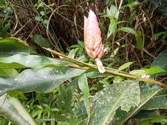 Alpinia sessiliflora