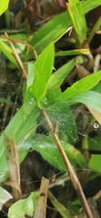 Araneae