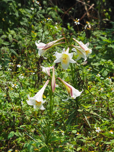 Lilium longiflorum